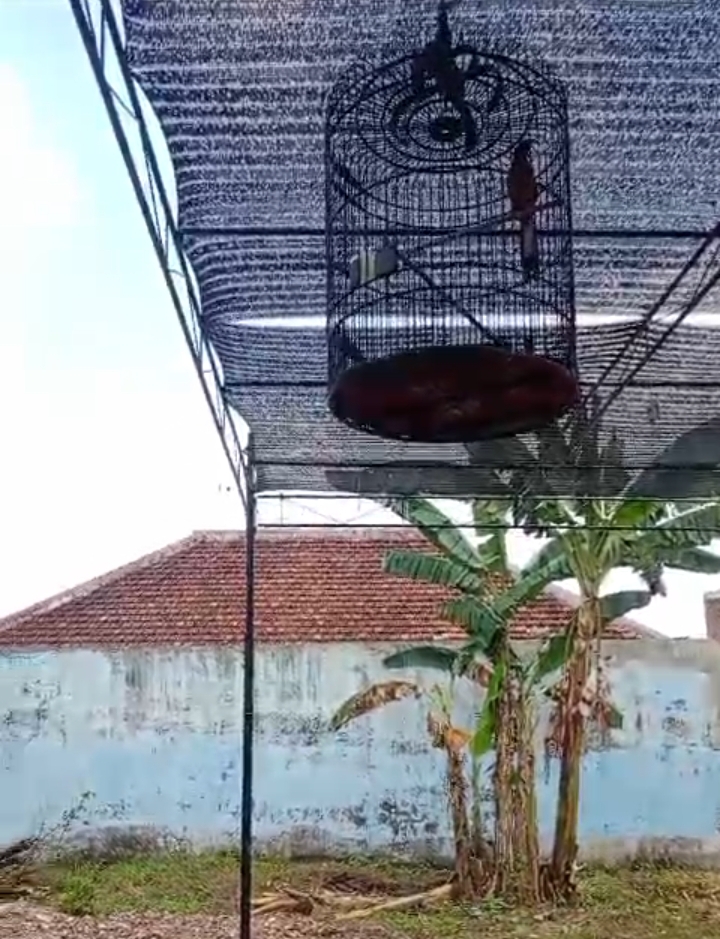 Gagas Kampung Burung Bioro Dimulai dari GBM